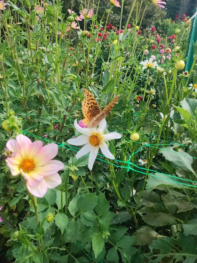 Customer photo of work by Bullington Gardens, from Consuelo Loftis's review