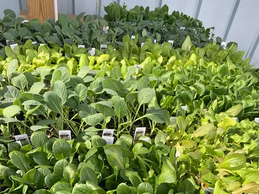 Starting Gardens — photo from the business 12