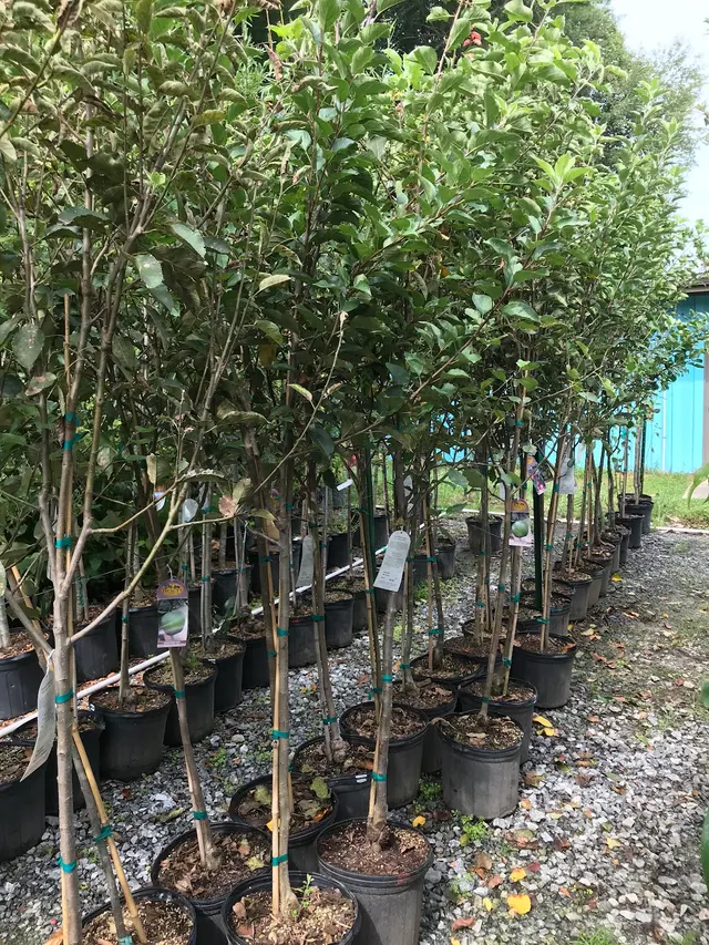 Starting Gardens — photo from the business 10