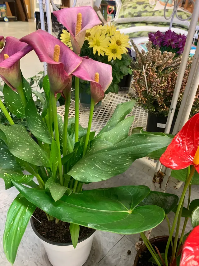 Starting Gardens — photo from the business 9