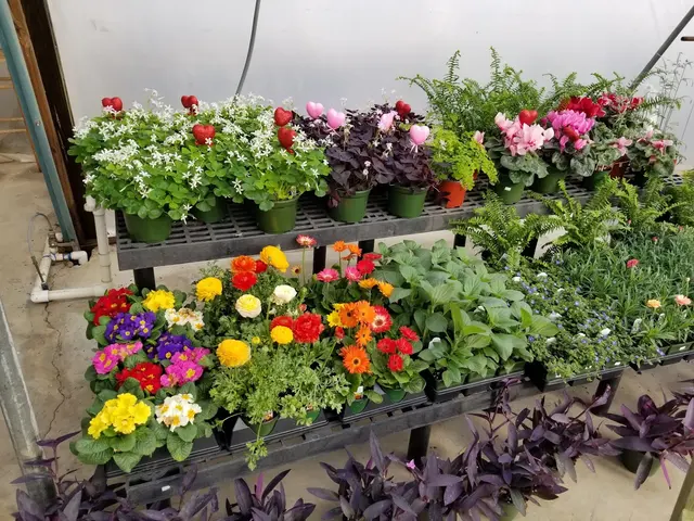 Linda's Plants & Shrubs — photo from the business 10