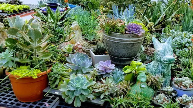 Linda's Plants & Shrubs — photo from the business 2