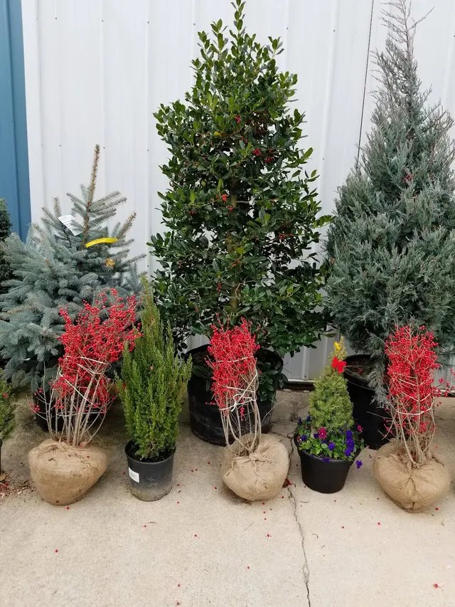 Linda's Plants & Shrubs — photo from the business 12