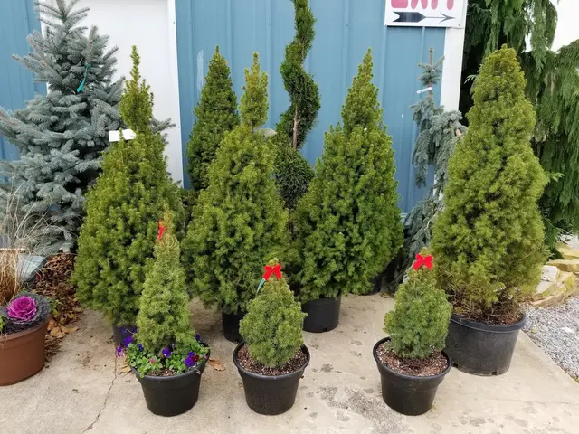Linda's Plants & Shrubs — photo from the business 6