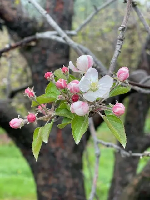 Linda's Plants & Shrubs — photo from the business 9