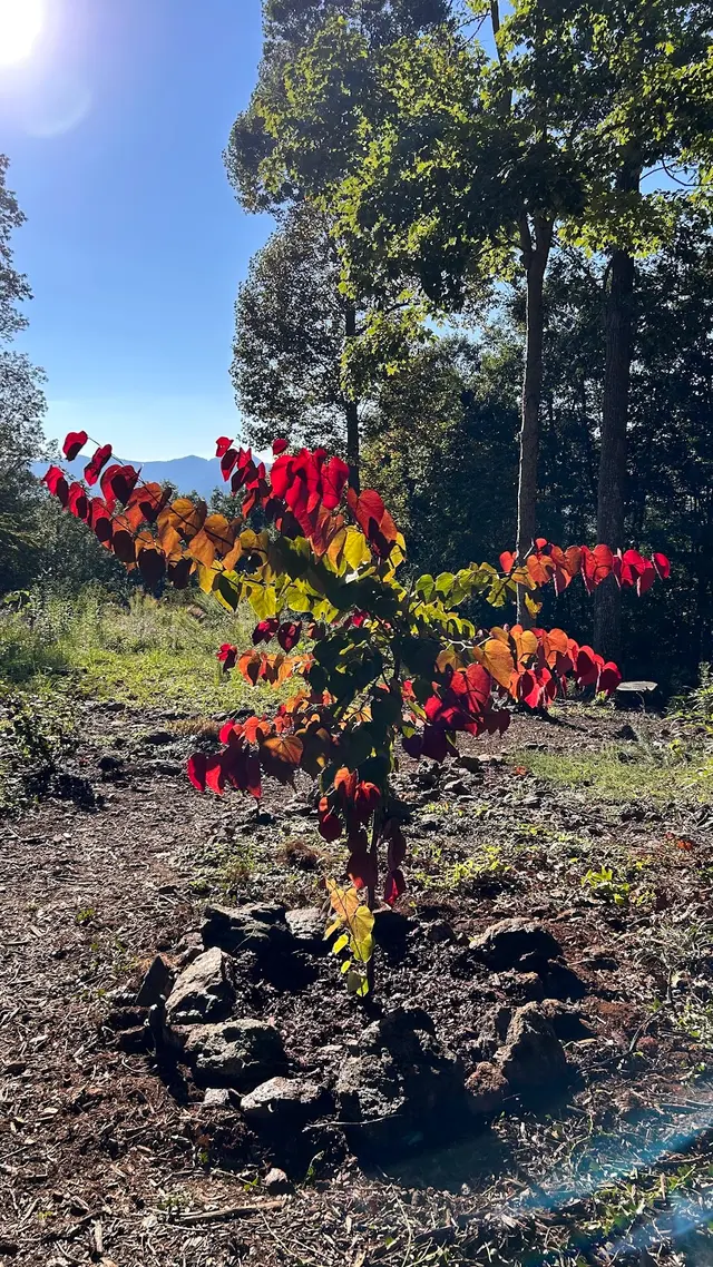 Smokey Park Nursery & Landscape Design Center — customer photo 3