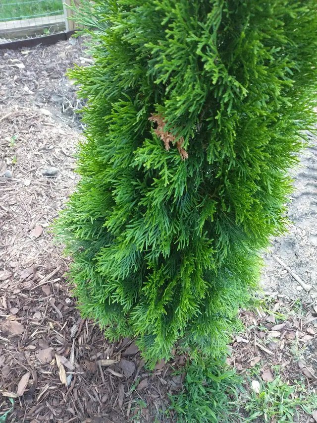 Smokey Park Nursery & Landscape Design Center — customer photo 4