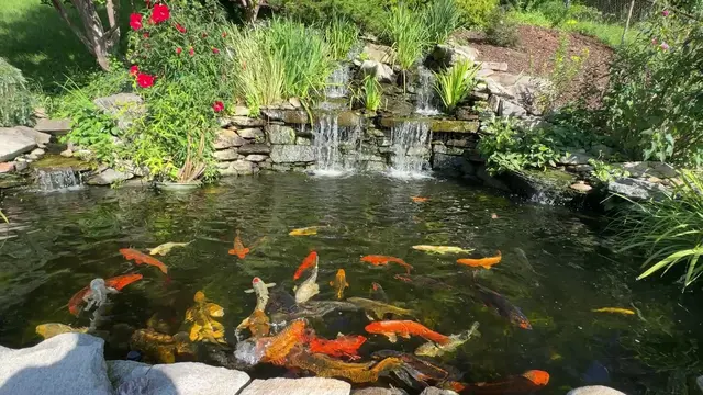 Customer photo of work by Jesse Israel & Sons Nursery & Garden Center, from Apoorva Neelabh's review