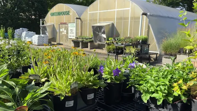 Customer photo of work by Jesse Israel & Sons Nursery & Garden Center, from Apoorva Neelabh's review