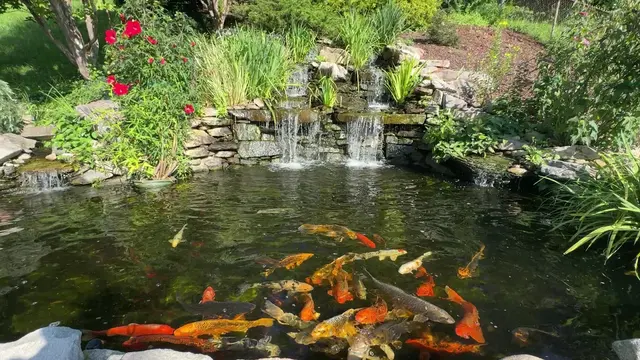 Customer photo of work by Jesse Israel & Sons Nursery & Garden Center, from Apoorva Neelabh's review