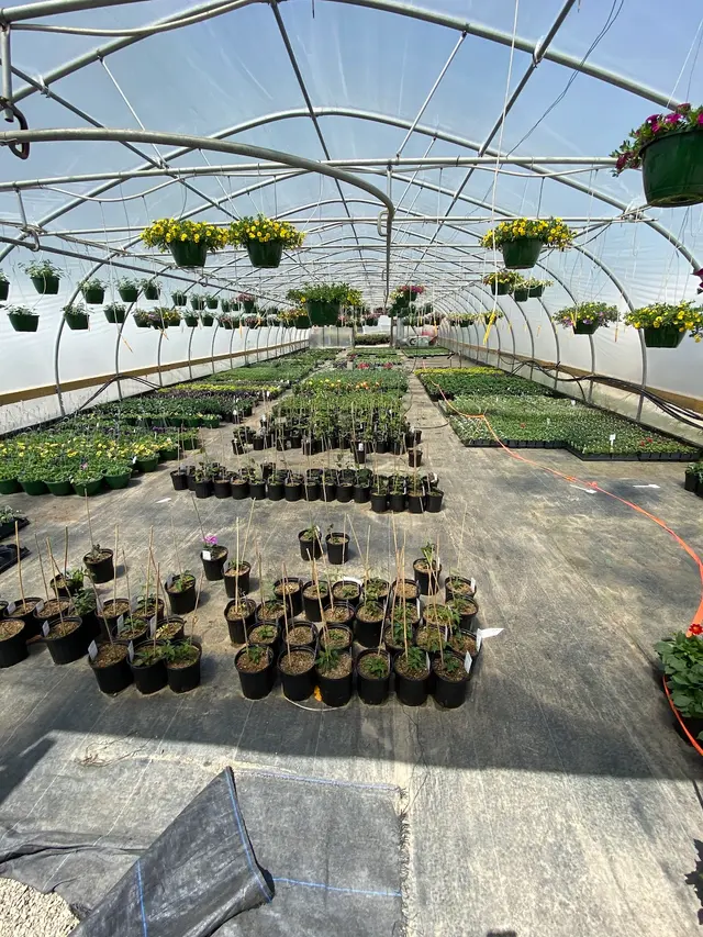 Henn's Plant Farm — customer photo 12
