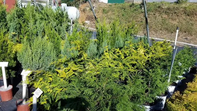 Henn's Plant Farm — photo from the business 6