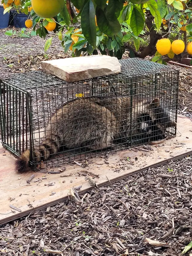 Ashe Animal Control — customer photo 2