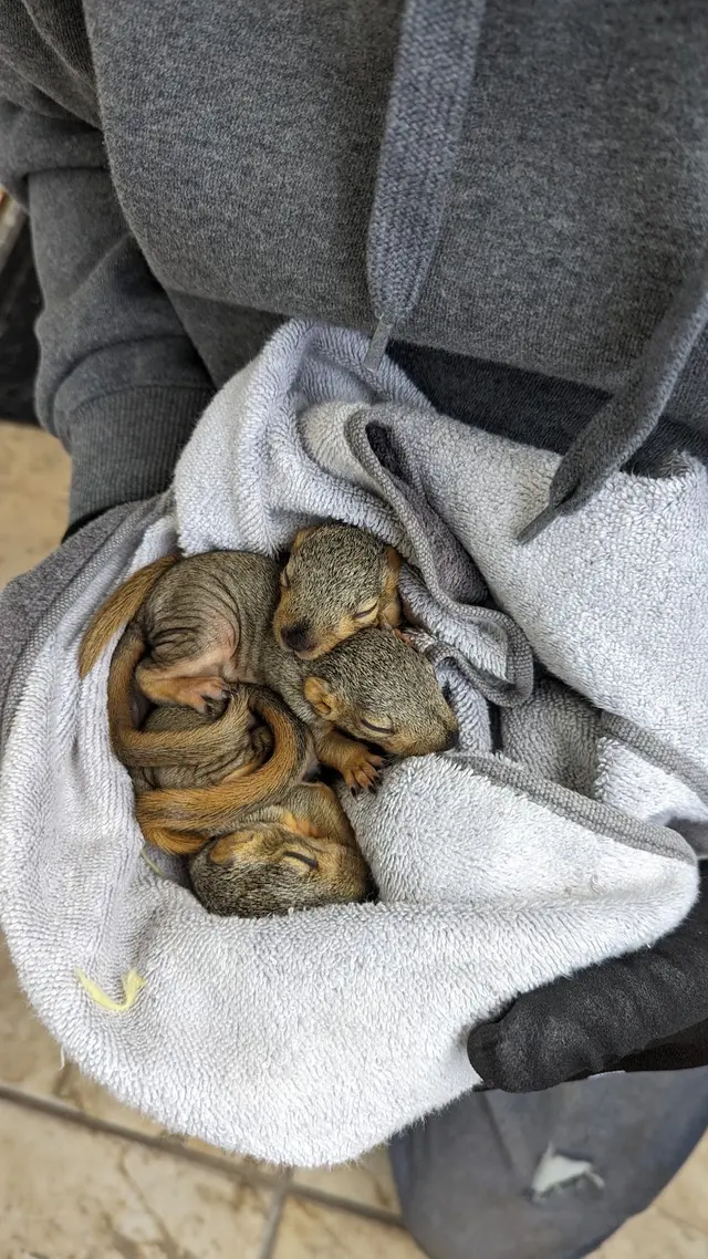 Ashe Animal Control — photo from the business 5