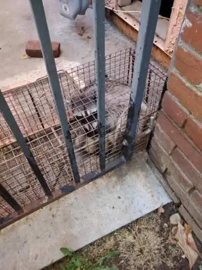 Ashe Animal Control — photo from the business 7