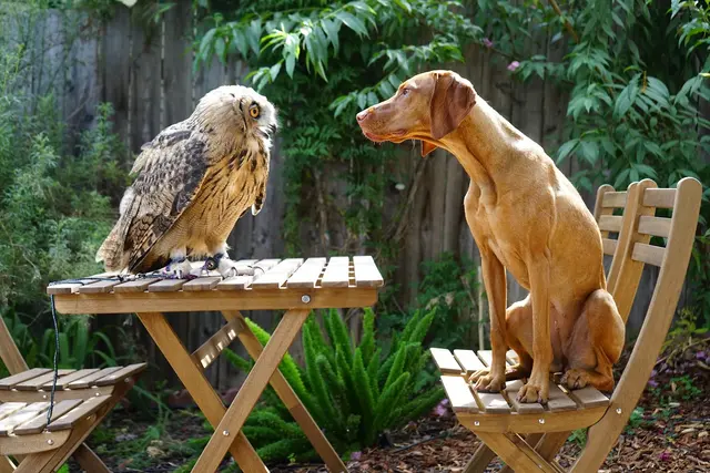 Hawk On Hand Falconry — photo from the business 3