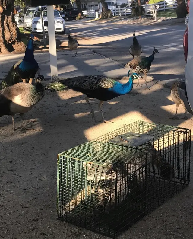 Hawkins Animal Trapping and Removal — photo from the business 10
