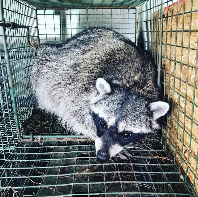 Hawkins Animal Trapping and Removal — photo from the business 2
