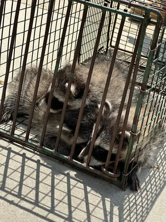 Hawkins Animal Trapping and Removal — customer photo 4