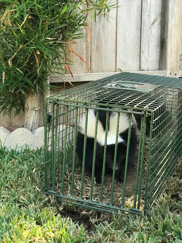 Hawkins Animal Trapping and Removal — photo from the business 6
