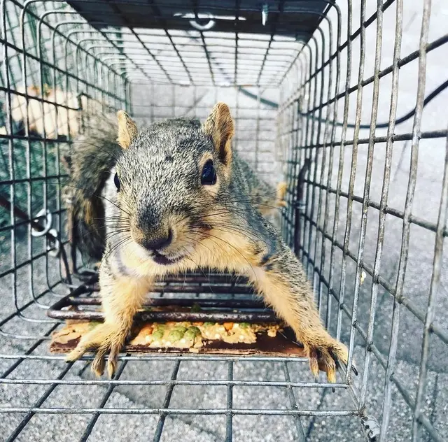 Hawkins Animal Trapping and Removal — photo from the business 7