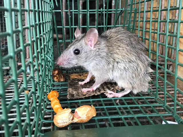 Hawkins Animal Trapping and Removal — photo from the business 5