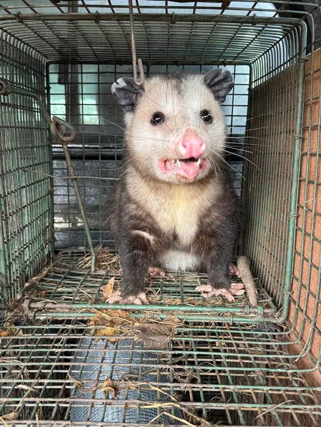 Hawkins Animal Trapping and Removal — photo from the business 3