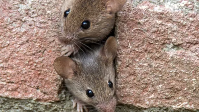 Nonstop Pest Control — photo from the business 1