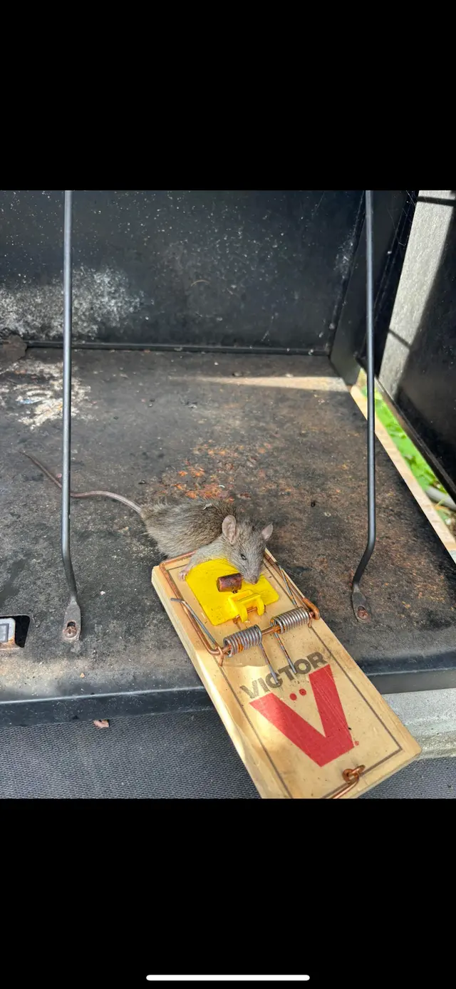 Nonstop Pest Control — photo from the business 10