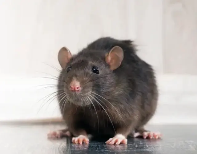 Nonstop Pest Control — photo from the business 3