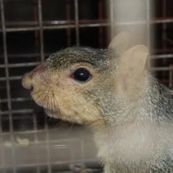 All City Animal Trapping — photo from the business 8