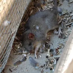 All City Animal Trapping — photo from the business 2