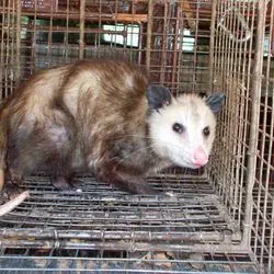 All City Animal Trapping — photo from the business 5