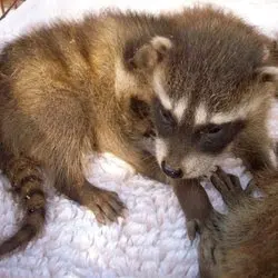 All City Animal Trapping — photo from the business 10