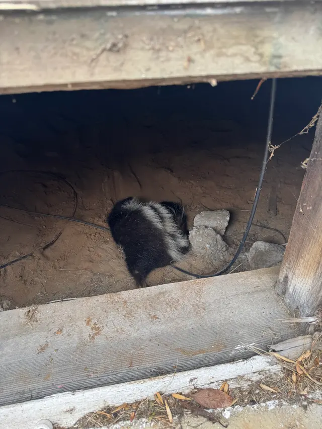 All City Animal Trapping — customer photo 7