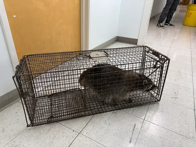 All City Animal Trapping — customer photo 4