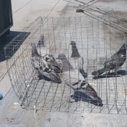 All City Animal Trapping — photo from the business 9
