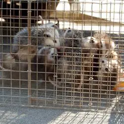 All City Animal Trapping — photo from the business 3