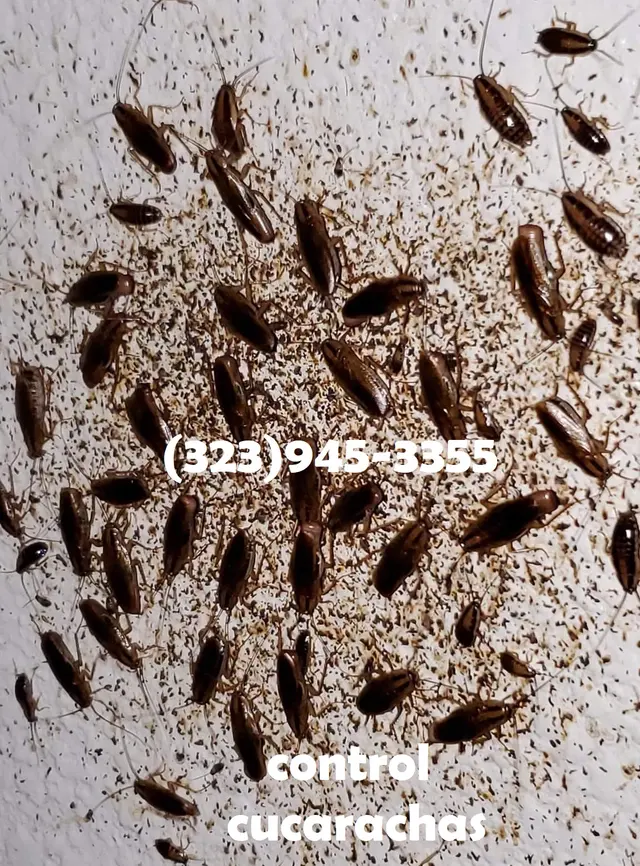 K-LOBETO EXTERMINATORS INC — photo from the business 4