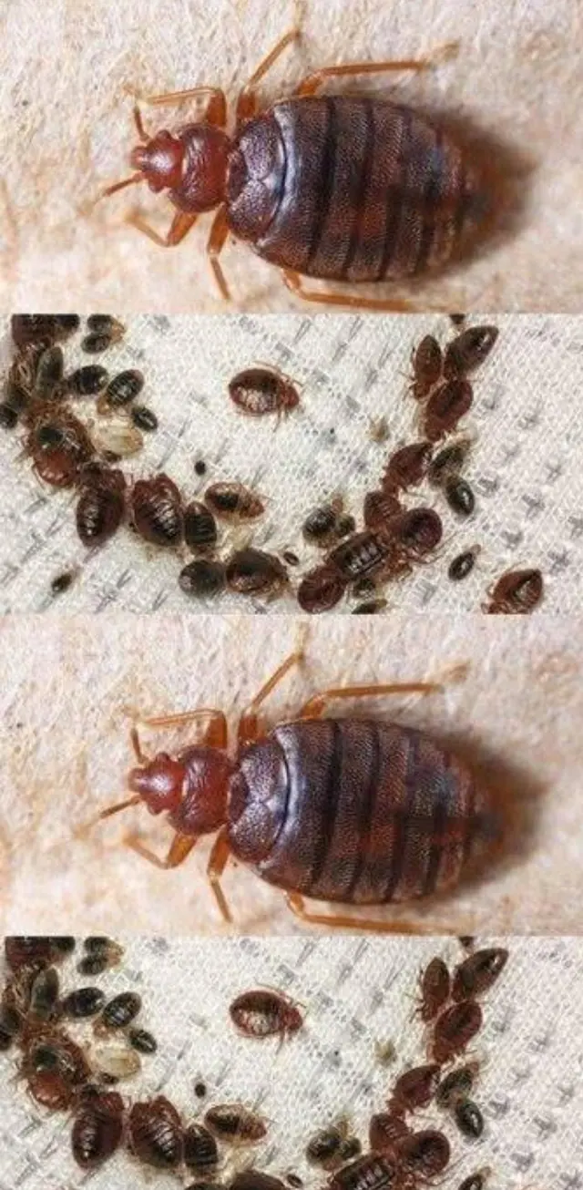 LA pest control Los Angeles — photo from the business 3