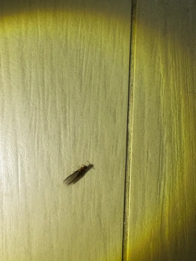 LA pest control Los Angeles — photo from the business 7