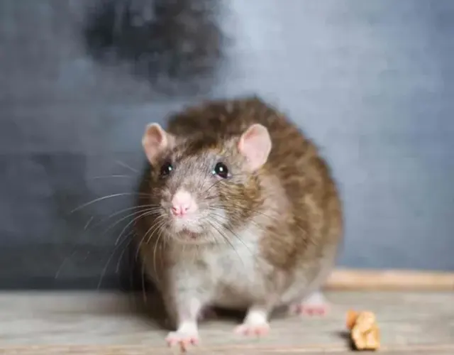 LA pest control Los Angeles — photo from the business 1