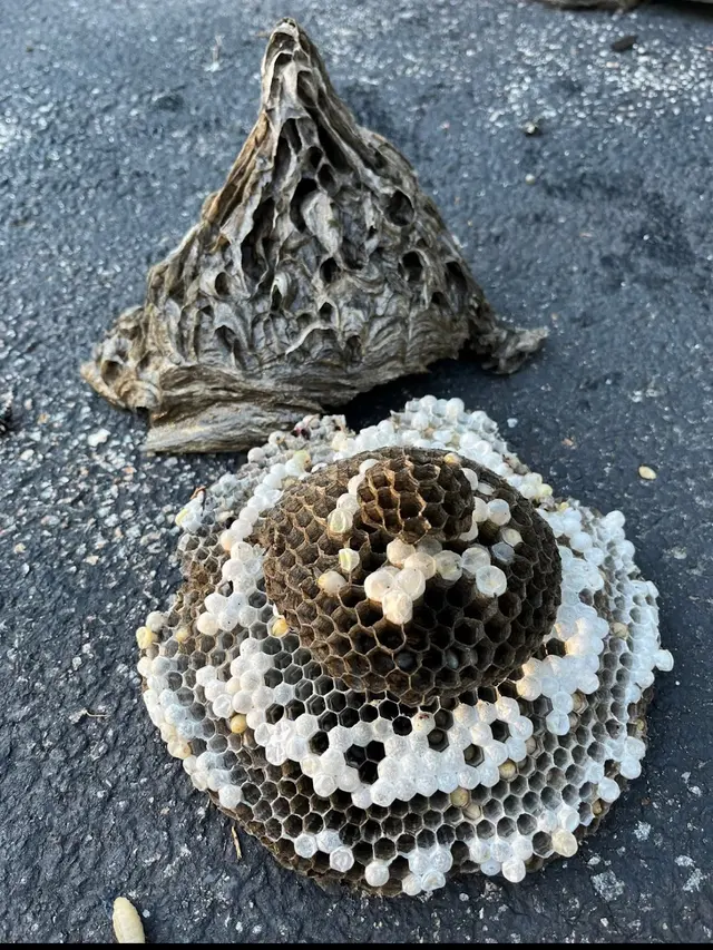 LA pest control Los Angeles — photo from the business 2