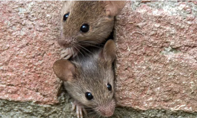 LA pest control Los Angeles — photo from the business 5