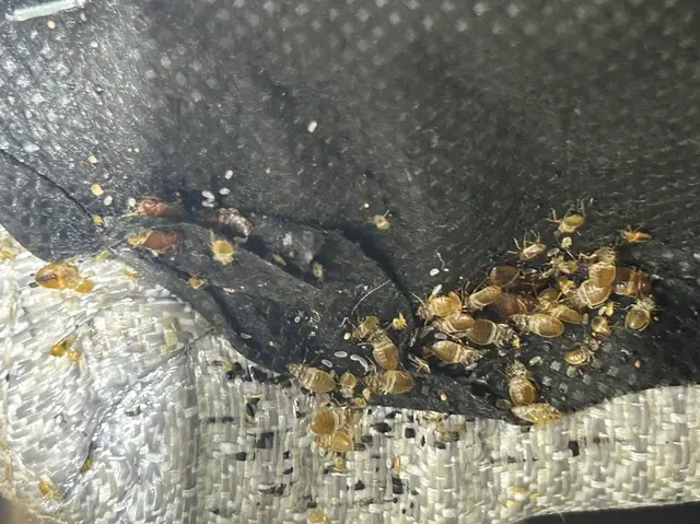 LA pest control Los Angeles — photo from the business 4