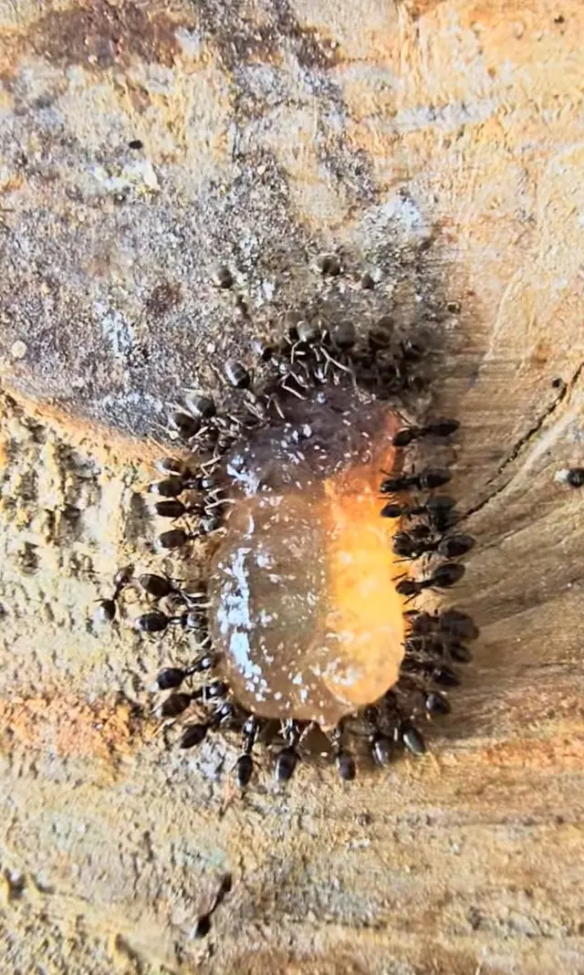 LA pest control Los Angeles — photo from the business 10