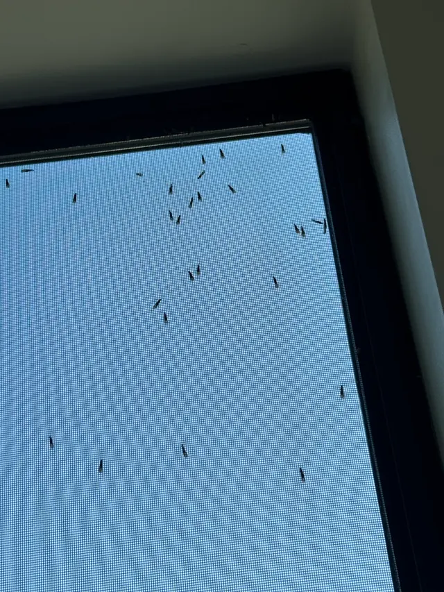 LA pest control Los Angeles — photo from the business 6
