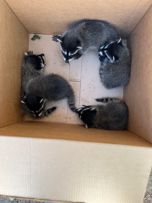 Accurate Rodent & Wildlife Control — customer photo 10