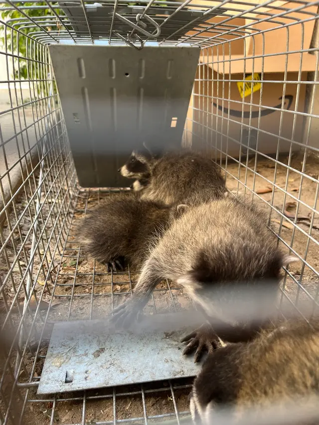 Accurate Rodent & Wildlife Control — customer photo 7