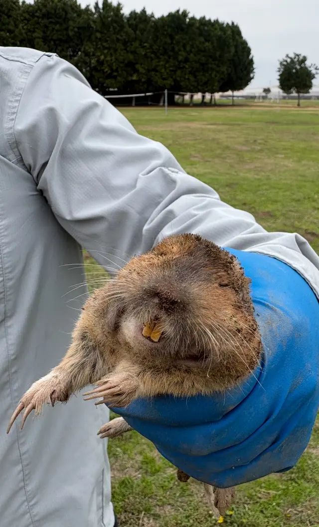 Accurate Rodent & Wildlife Control — photo from the business 5
